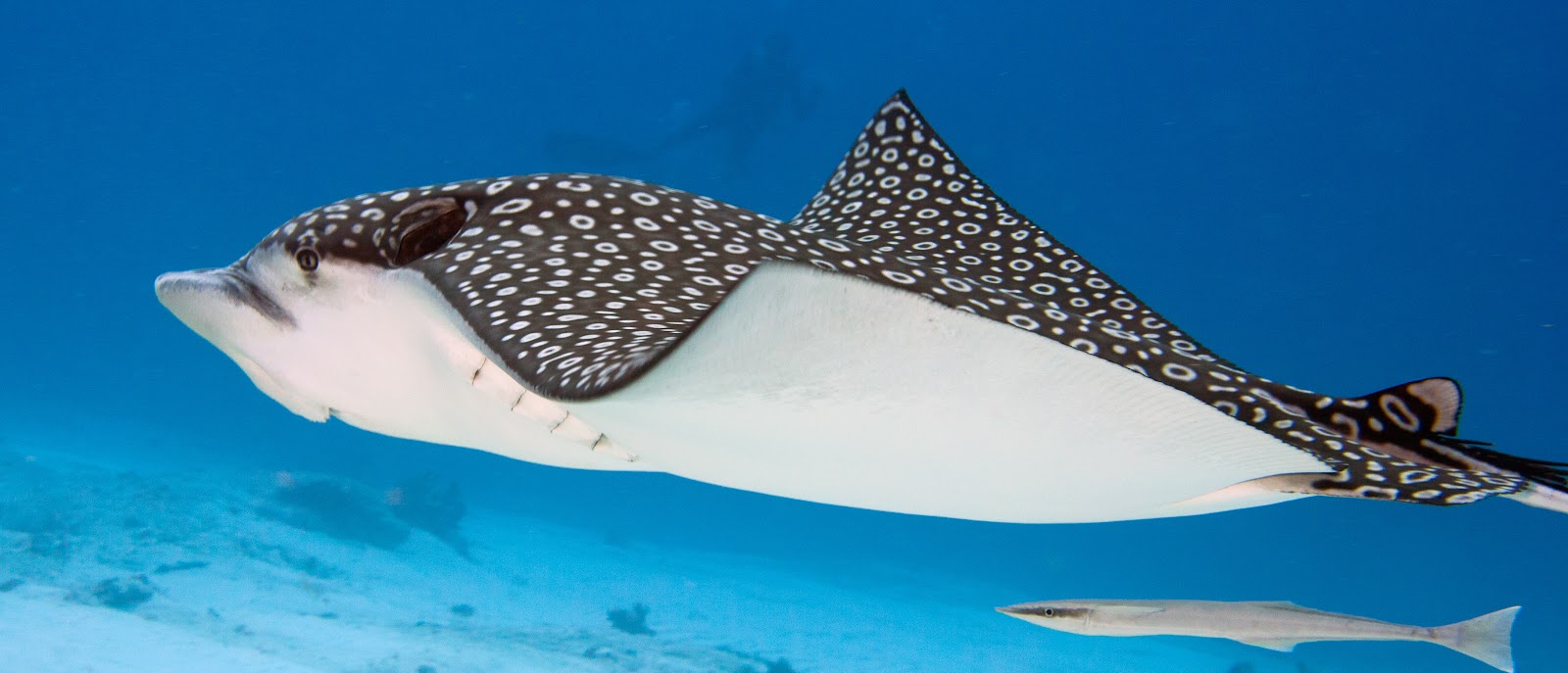 A spotted eagle ray gliding through open blue water with a remora alongside it