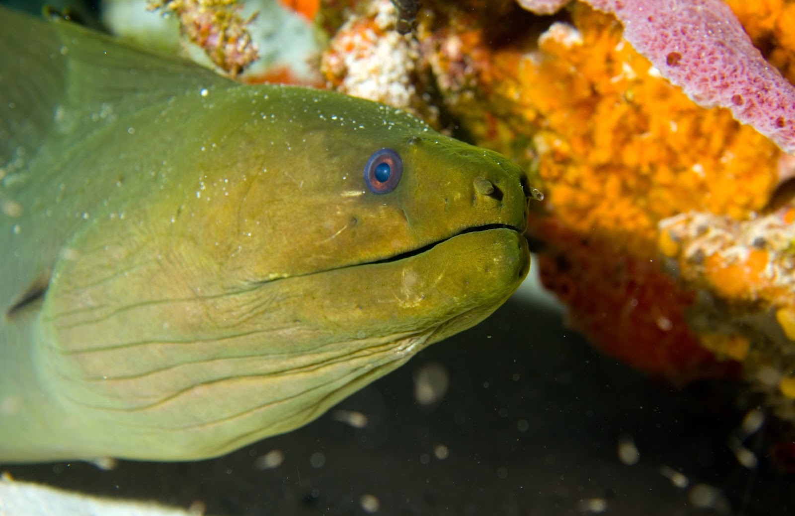 A green moray eel resting beside an orange sponge on the reef